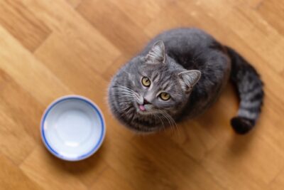 9 Reasons Your Cat Is Always Hungry