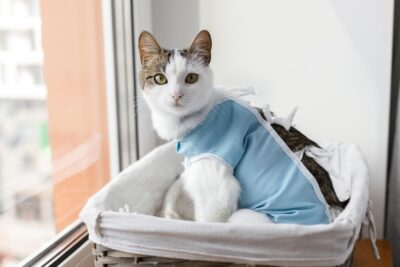 Cat Spay and Neuter: Cost, Procedure and What to Expect