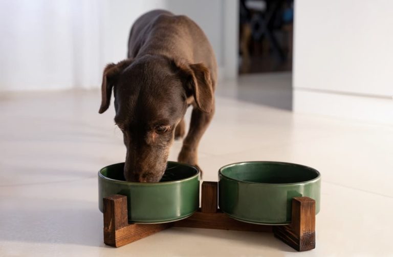 Dog eating food from elevated bowl