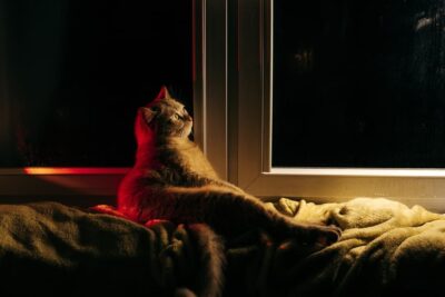 Do Cats Sleep at Night? Understanding Feline Sleep Patterns