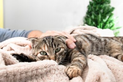 Cat Nausea: 9 Signs and How to Treat It