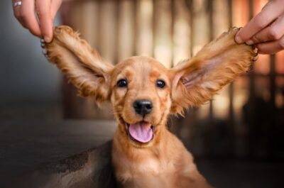 12 Dogs With Long Ears