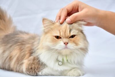 Petting Aggression in Cats: How to Stop Bites