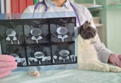 Cat X-Ray: Cost and What to Expect