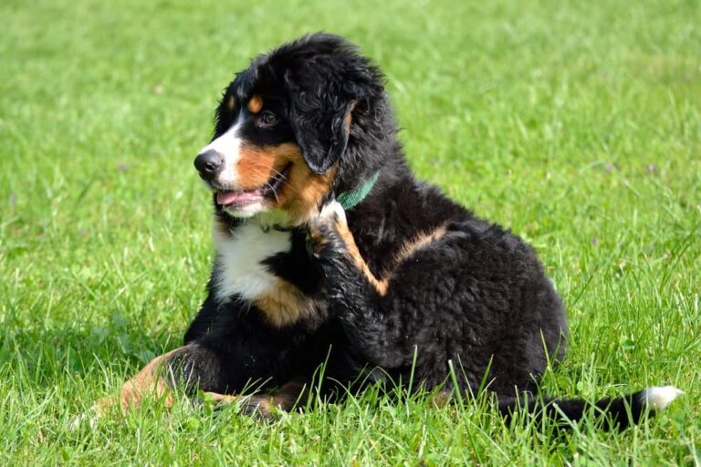 Bernese Mountain dog scratching