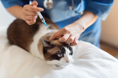 Rabies Vaccine for Cats