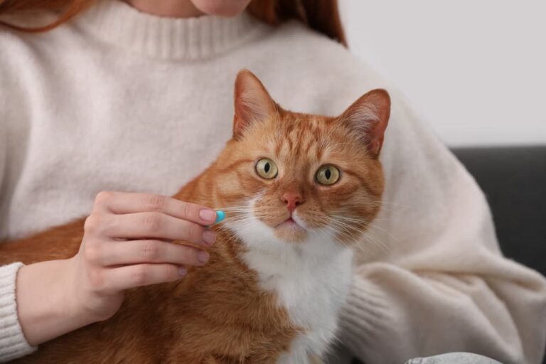 Woman giving cat allergy medicine