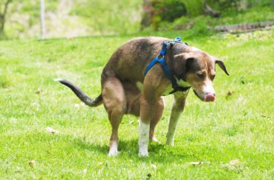 Dog Pooping Blood: Causes and What to Do