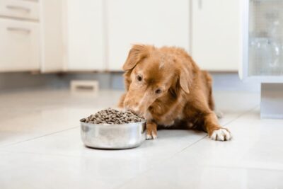 What Is Hydrolyzed Protein Dog Food? Information and Product Picks