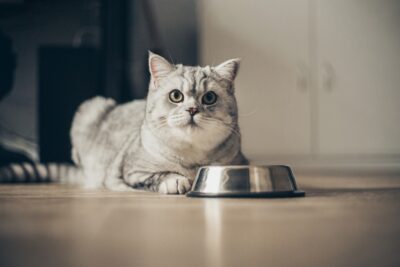 What Is Hydrolyzed Protein Cat Food? Information and Product Picks