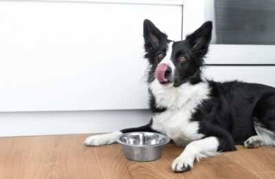 5 Ways to Stop Your Dog From Eating Too Fast