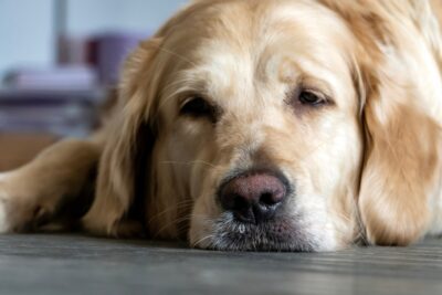 Chicken Allergy in Dogs: Signs and Treatment