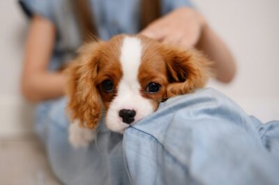 7 Common Puppy Illnesses: Signs and Treatment