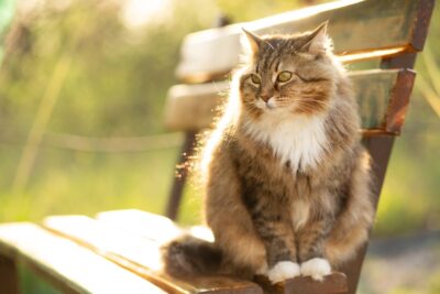 Best Heartworm Prevention for Cats: 5 Vet-Approved Picks