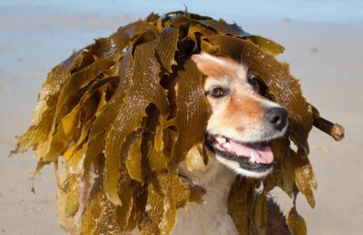 Can Dogs Eat Seaweed?