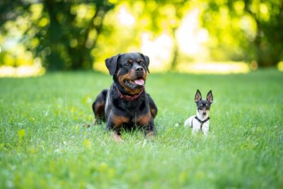 The Bigger the Brain, the Smarter the Dog? Not Necessarily