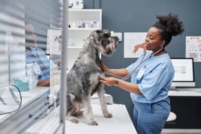 6 Reasons We’re Grateful for Veterinarians