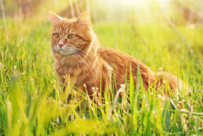 Roundworms in Cats