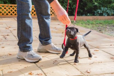 8 Dog Training Mistakes to Avoid Making