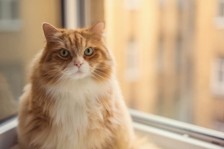 Overweight cat sitting by the window