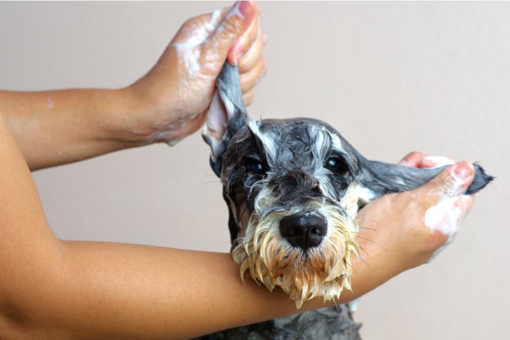 How Often Should You Bathe Your Dog?