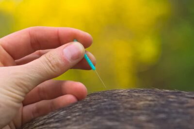 Acupuncture for Dogs