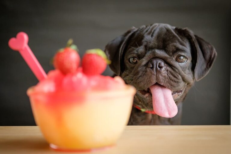 Black pug looking at drink