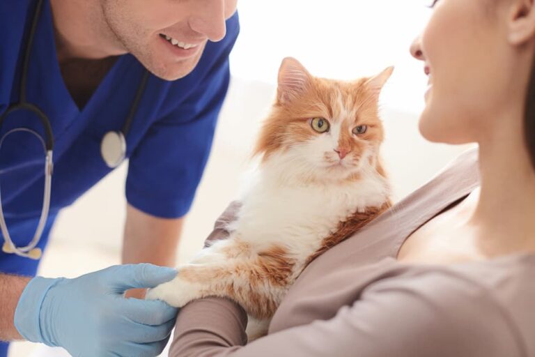 Cat at veterinarian