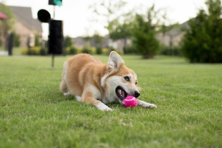 Dog playing with ball at dog park