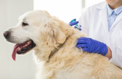 Vaccine Reactions in Dogs: Signs and What to Do