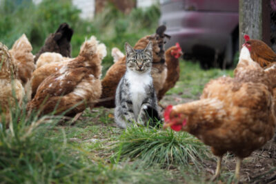 Bird Flu in Cats: Vet Perspective and Prevention Tips