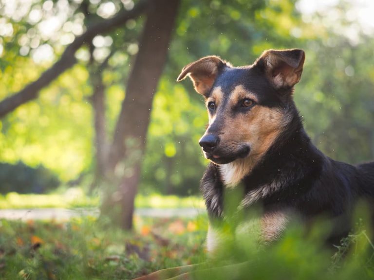 Dog rests in field