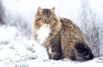 Do Cats Get Cold? (And How Cold Is Too Cold for Cats?)