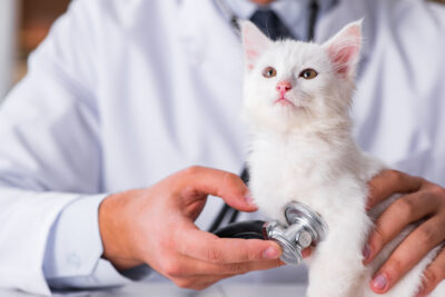 6 Common Kitten Illnesses: Signs and Treatment