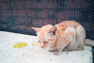 Cat Vomiting Yellow Liquid: Causes and Treatment