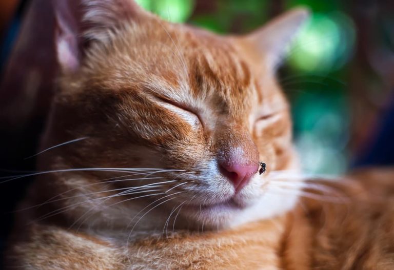 Cat sleeping with mosquito on nose