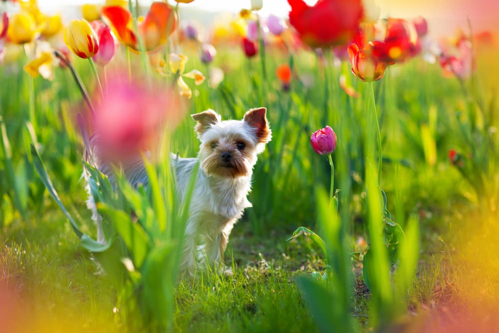 Yorkshire Terrier walking in the garden with blooming tulips