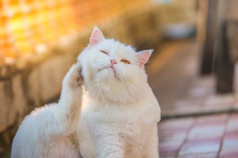 White cat sitting and itching