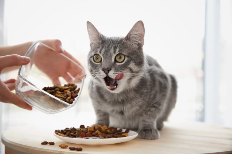 cat eating cat food