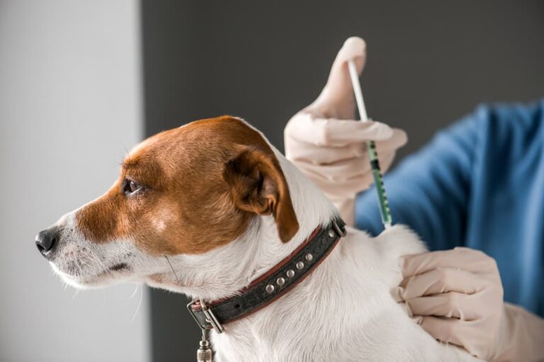 dog getting lyme vaccine