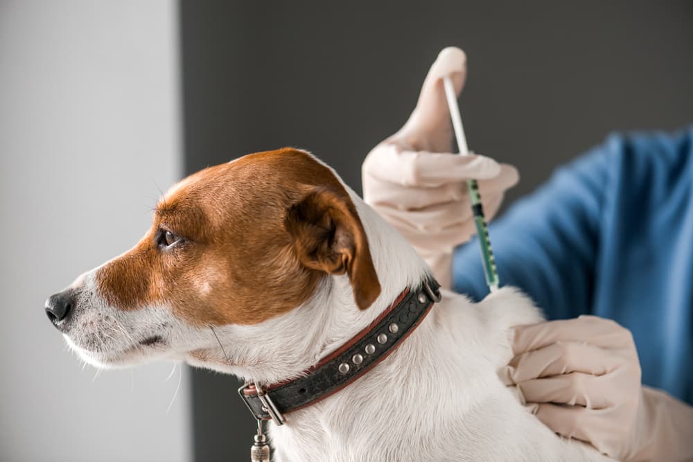 Lyme Vaccine for Dogs