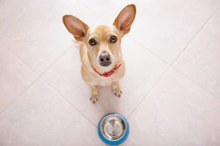 Hungry Chihuahua with empty food bowl