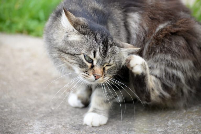 Cat scratching because of the fleas on cats