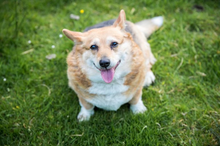 Overweight Corgi sitting on grass panting