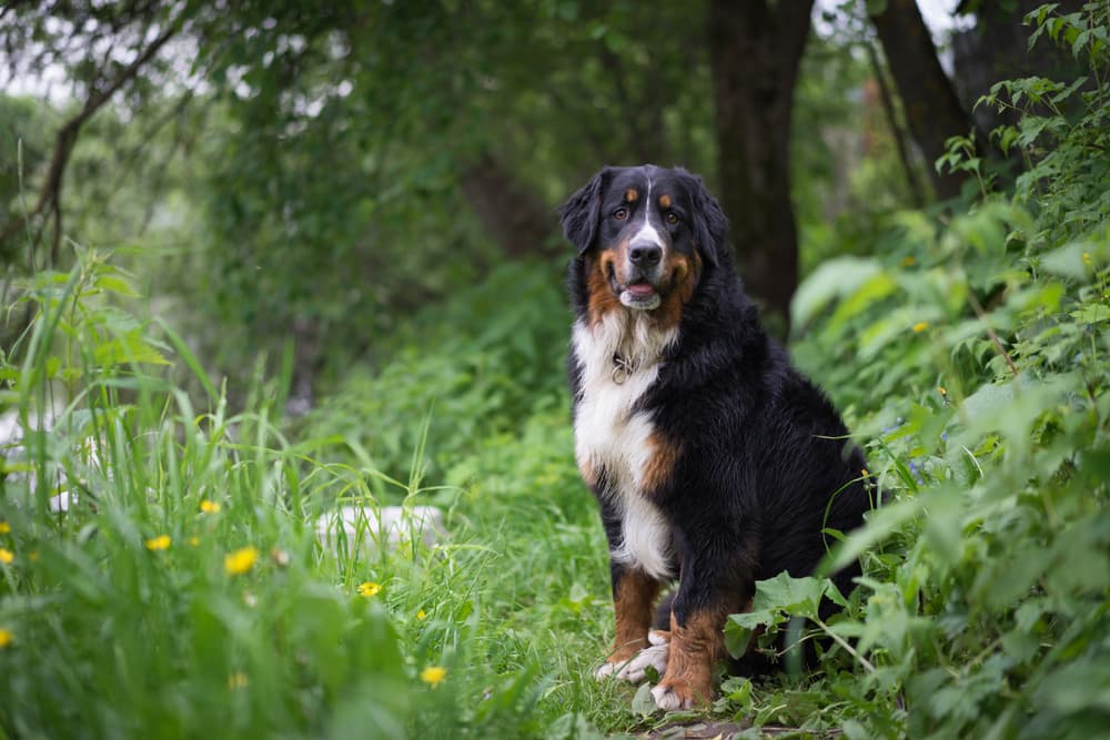 Poison Ivy on Dogs