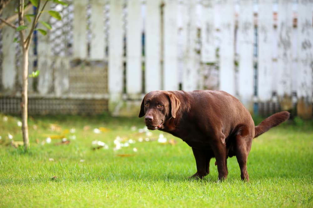 Gastroenteritis in Dogs