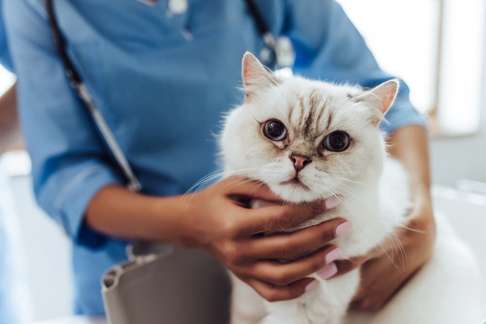 How Often Do You Take a Cat to the Vet?