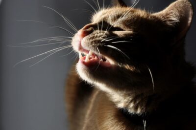 Cat Wheezing: What It Sounds Like and Why It Happens