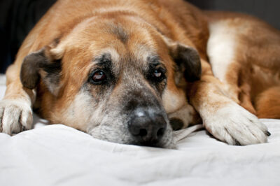 5 Canine Heart Problems to Know About