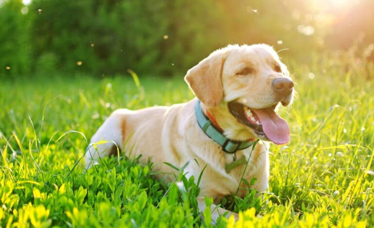 Dog lies in grass with mosquitoes in the air